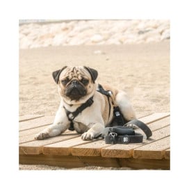 Dukier Correa Waterproof Negro para Perros Collar, Correa y Arnes Perro Patitas&co