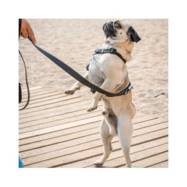 Dukier Correa Waterproof Negro para Perros Collar, Correa y Arnes Perro Patitas&co