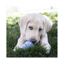 Kong Puppy Juguete Divertido Rellenable Azul/Rosa para Perro Juguetes para perros Patitas&co