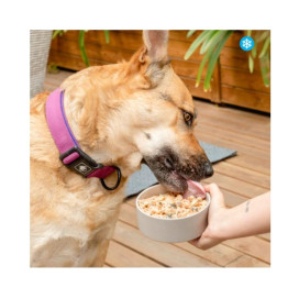 Food for Joe Comida Cocinada Bigfish Pescado para Perro Comida Cocinada para Perro Patitas&co