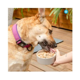 Food for Joe Comida Cocinada Bigfish Pescado para Perro Comida Cocinada para Perro Patitas&co