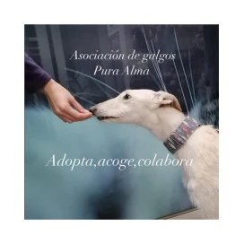 Donación Asociación de Galgos Pura Alma (Cataluña) Donaciones protectoras Patitas&co