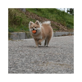 Rucan Dog Ball Pelota Naranja para Perro Juguetes para perros Patitas&co