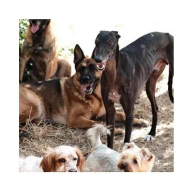 Donación Refugio la Milla Verde (Madrid) Donaciones protectoras Patitas&co