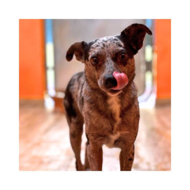 Regalo para Siles Patitas&co Patitas&co