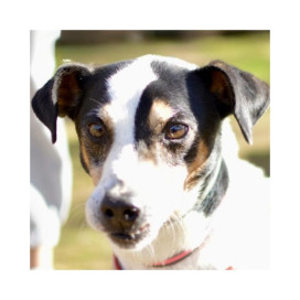 Regalo para Peperoni Regalo amigo peludo invisible Patitas&co