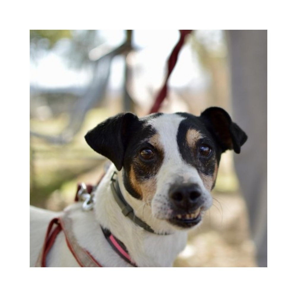 Regalo para Peperoni Regalo amigo peludo invisible Patitas&co