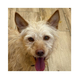 Regalo para Bambin Patitas&co Patitas&co