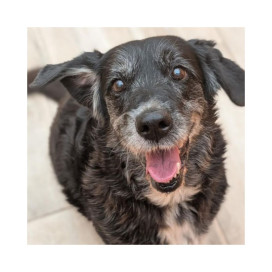 Regalo para Idum Patitas&co Patitas&co