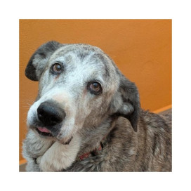 Regalo para Margot Regalo amigo peludo invisible Patitas&co