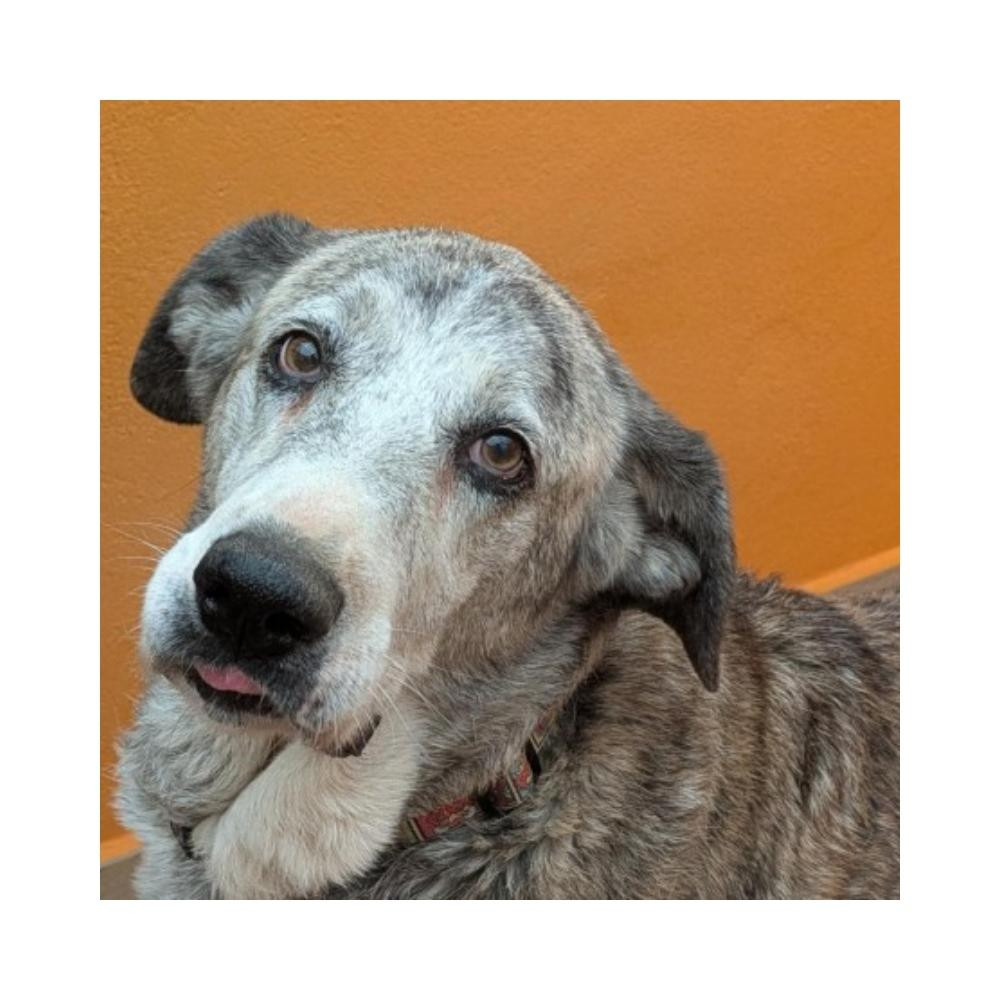 Regalo para Margot Regalo amigo peludo invisible Patitas&co