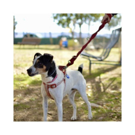 Regalo para Peperoni Regalo amigo peludo invisible Patitas&co