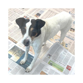 Regalo para Peperoni Regalo amigo peludo invisible Patitas&co