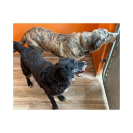 Regalo para Idum Regalo amigo peludo invisible Patitas&co