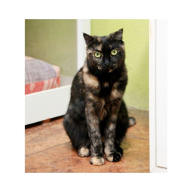 Regalo para Chanza Regalo amigo peludo invisible Patitas&co