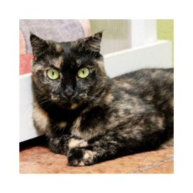 Regalo para Chanza Regalo amigo peludo invisible Patitas&co