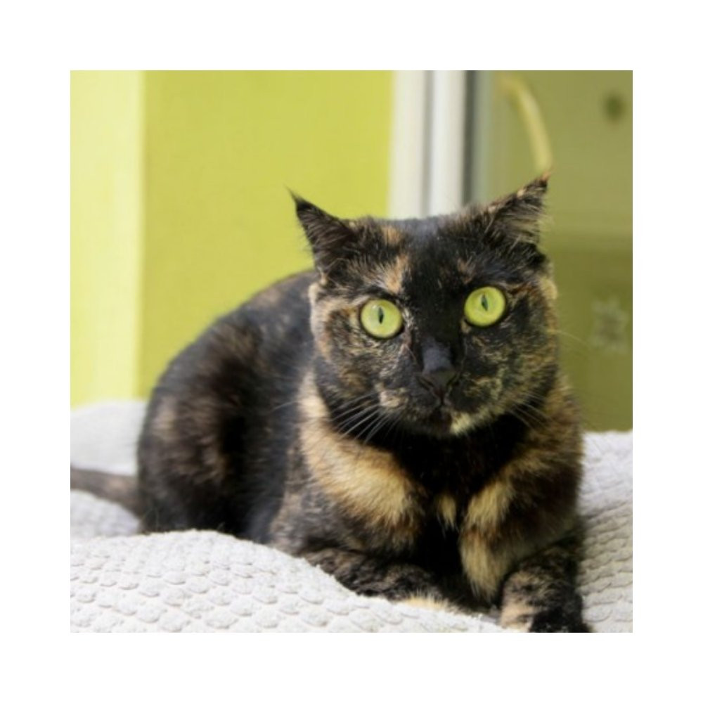 Regalo para Chanza Regalo amigo peludo invisible Patitas&co