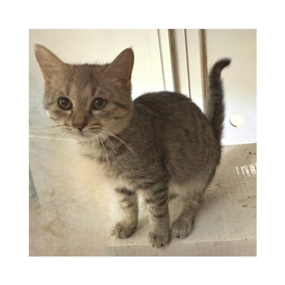 Regalo para Sunny Patitas&co Patitas&co