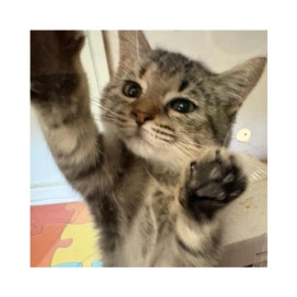 Regalo para Sunny Patitas&co Patitas&co