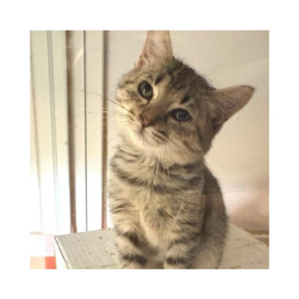 Regalo para Sunny Patitas&co Patitas&co