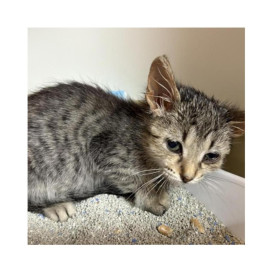 Regalo para Sunny Patitas&co Patitas&co