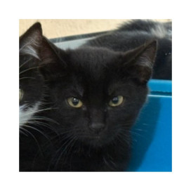 Regalo para Romy Regalo amigo peludo invisible Patitas&co