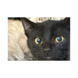 Regalo para Romy Regalo amigo peludo invisible Patitas&co