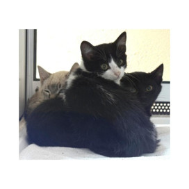 Regalo para Romy Regalo amigo peludo invisible Patitas&co