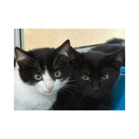 Regalo para Romy Regalo amigo peludo invisible Patitas&co