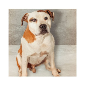 Regalo para Ranger Regalo amigo peludo invisible Patitas&co