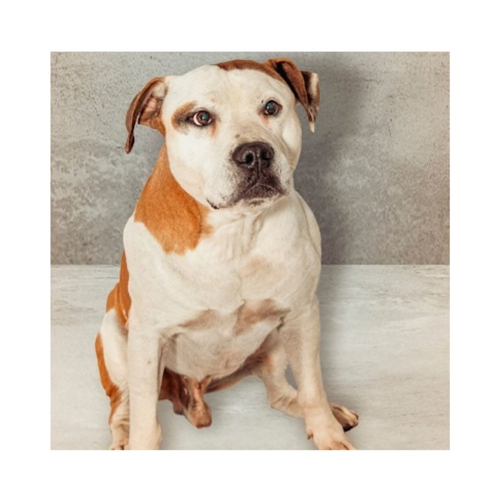 Regalo para Ranger Regalo amigo peludo invisible Patitas&co