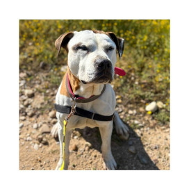 Regalo para Ranger Regalo amigo peludo invisible Patitas&co