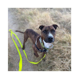 Regalo para Anubis Patitas&co Patitas&co