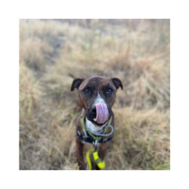 Regalo para Anubis Patitas&co Patitas&co