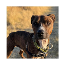 Regalo para Anubis Patitas&co Patitas&co