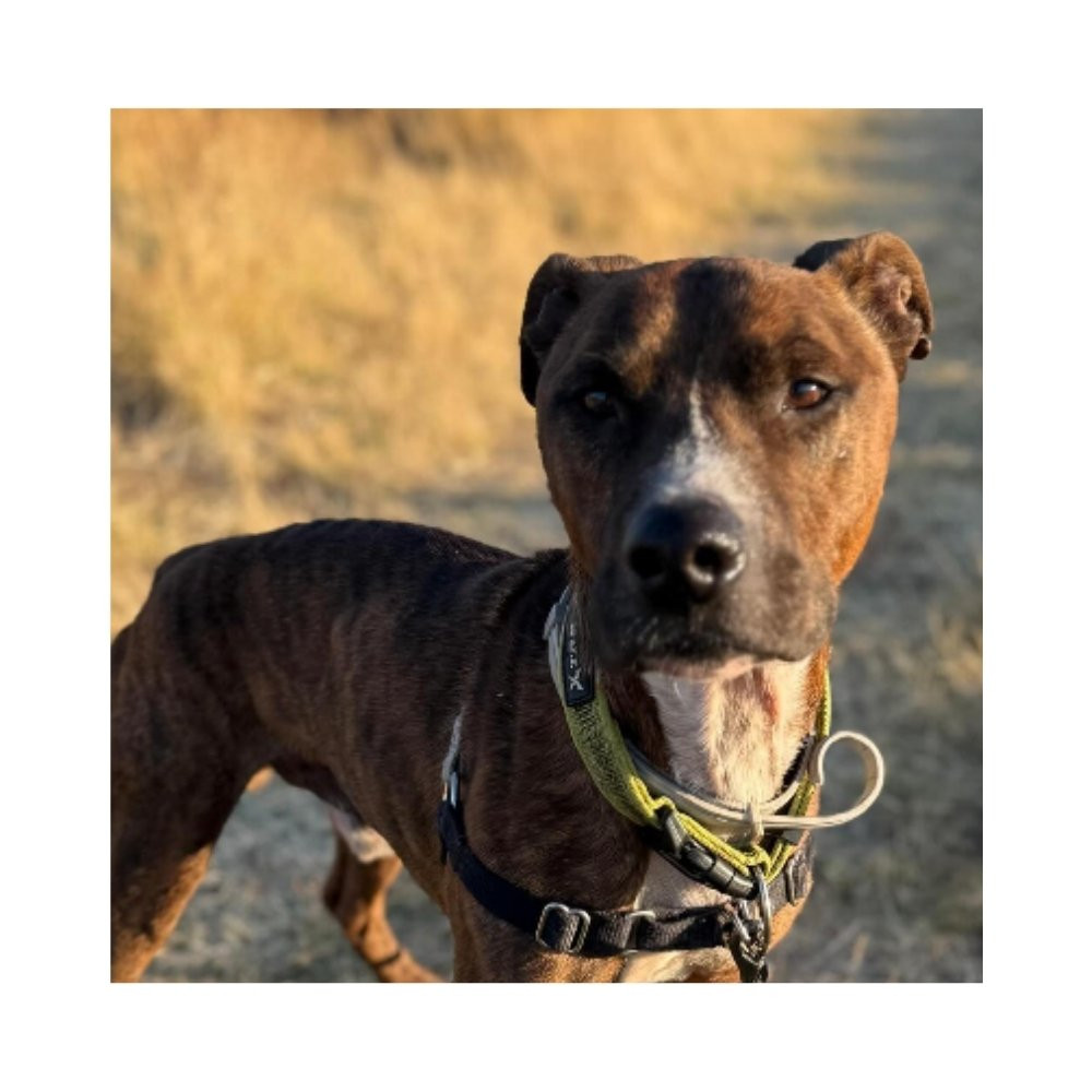 Regalo para Anubis Patitas&co Patitas&co