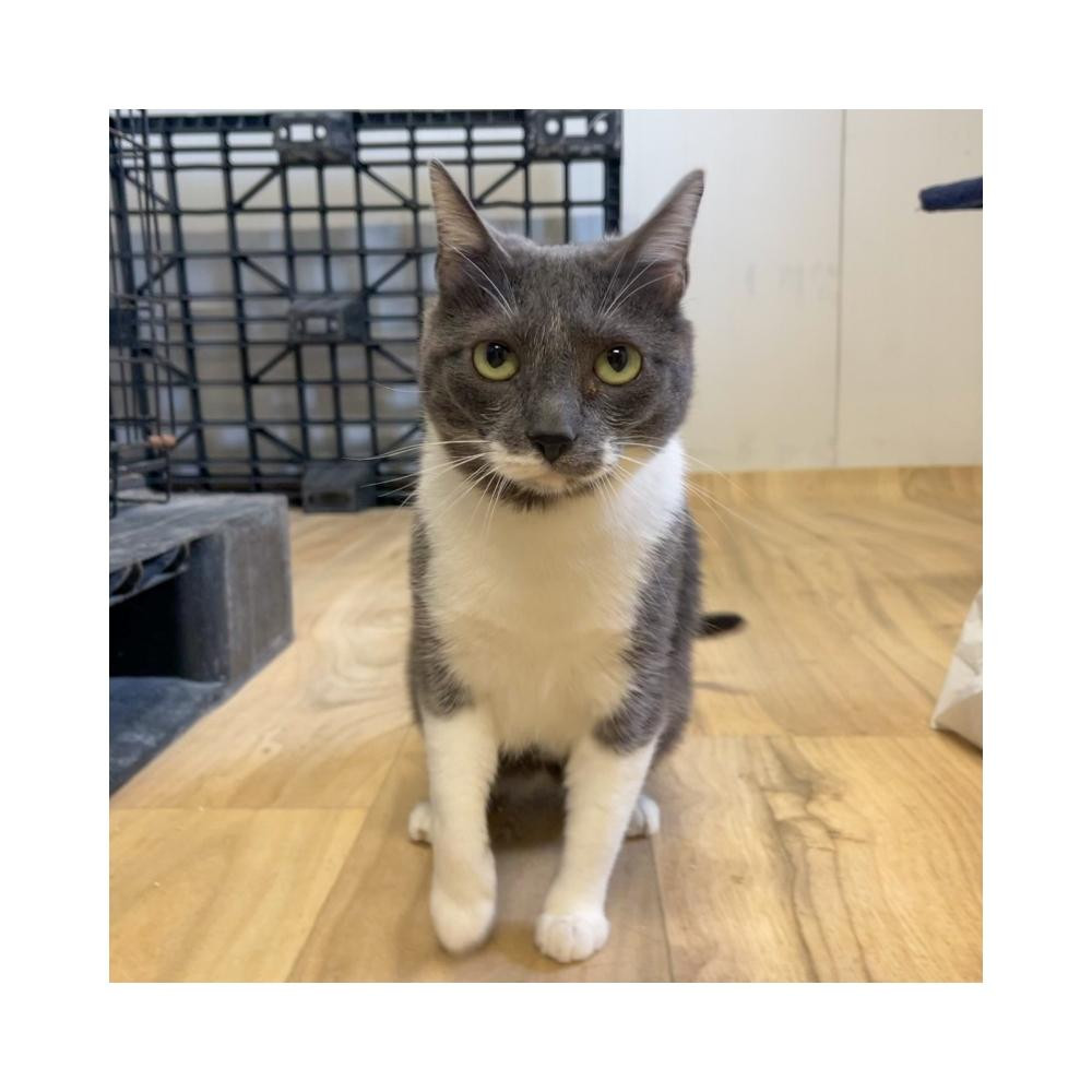 Regalo para Terranova Regalo amigo peludo invisible Patitas&co