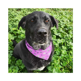 Regalo para Draco Patitas&co Patitas&co