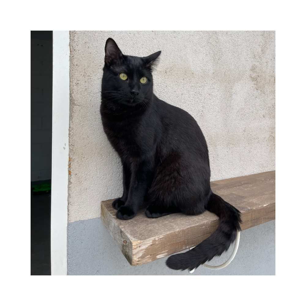 Regalo para Eric Regalo amigo peludo invisible Patitas&co