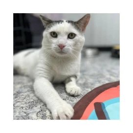 Regalo para Lupo Regalo amigo peludo invisible Patitas&co