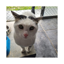 Regalo para Lupo Regalo amigo peludo invisible Patitas&co