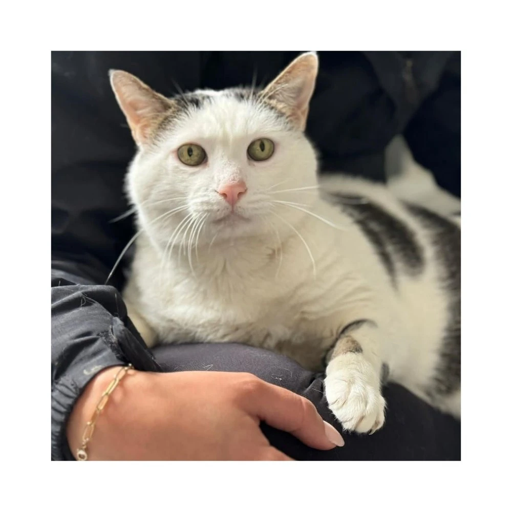 Regalo para Lupo Regalo amigo peludo invisible Patitas&co