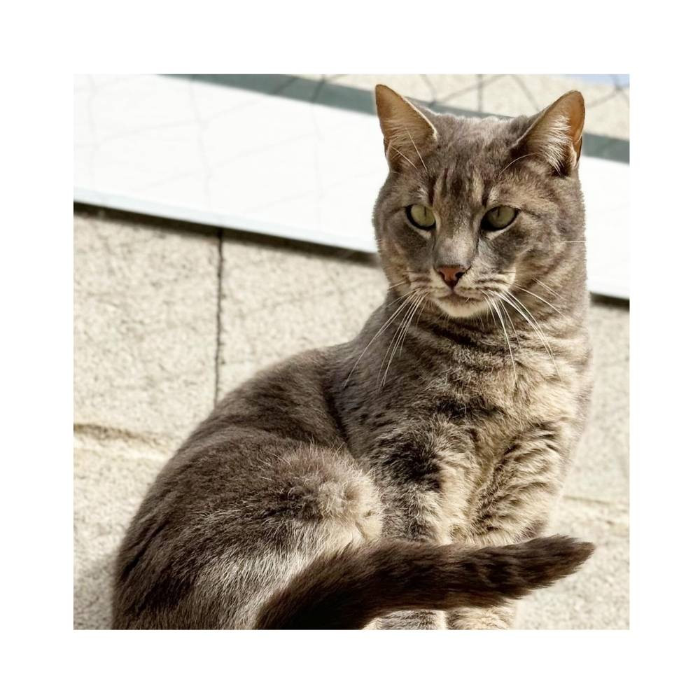 Regalo para Luigi Regalo amigo peludo invisible Patitas&co