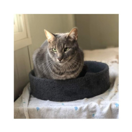 Regalo para Luigi Regalo amigo peludo invisible Patitas&co