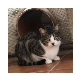 Regalo para Riley Regalo amigo peludo invisible Patitas&co