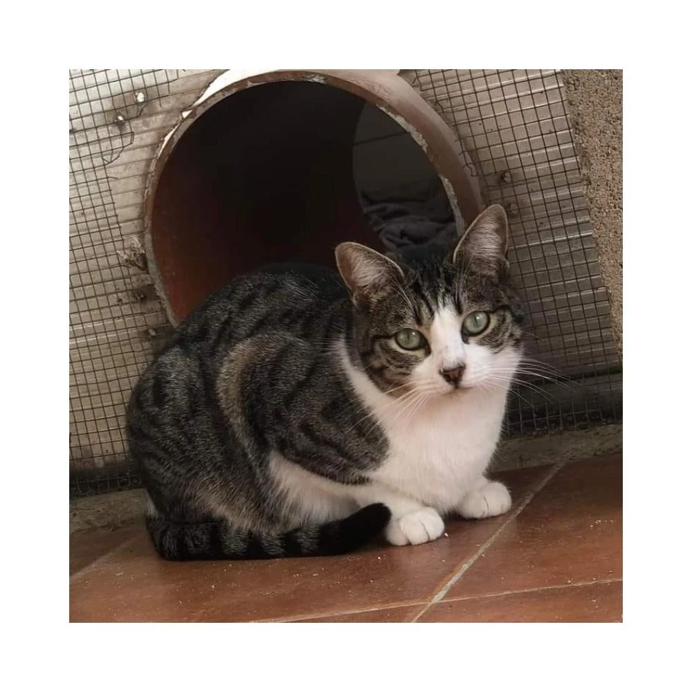 Regalo para Riley Regalo amigo peludo invisible Patitas&co