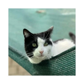 Regalo para Altair Patitas&co Patitas&co