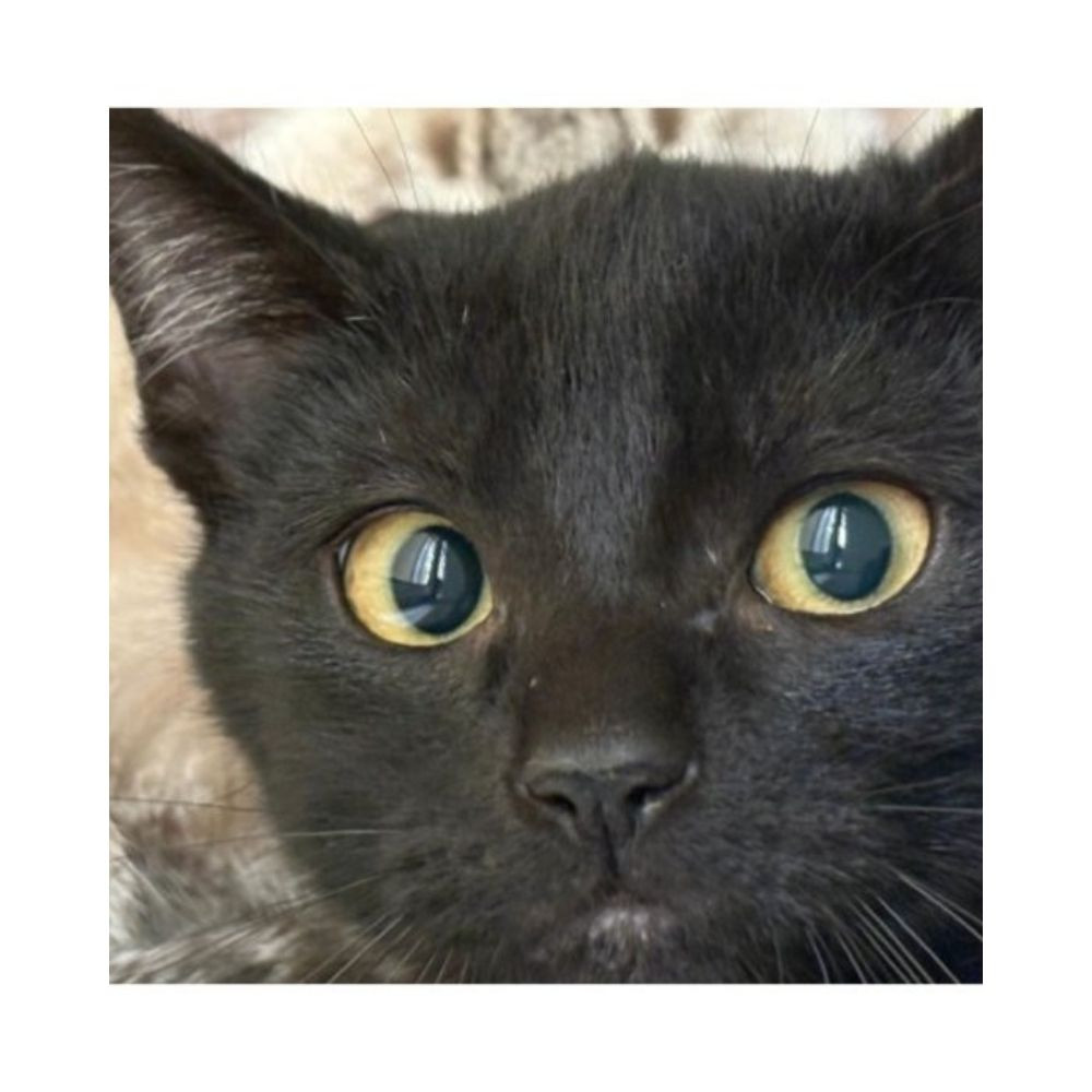 Regalo para Romy Regalo amigo peludo invisible Patitas&co