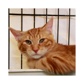 Regalo para Boreal Regalo para un peludo invisible Patitas&co