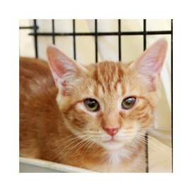 Regalo para Boreal Regalo para un peludo invisible Patitas&co